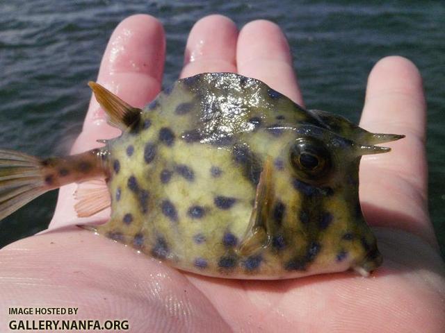 Scrawled Cowfish