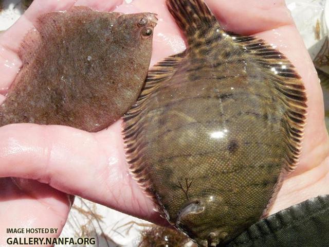 Pair of Flounder