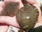 Pair of Flounder