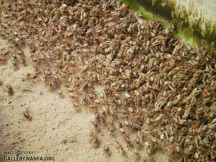 Fiddler Crabs