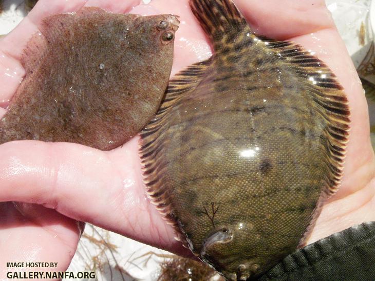 Pair of Flounder