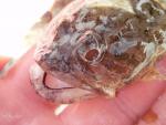 Oyster Toadfish