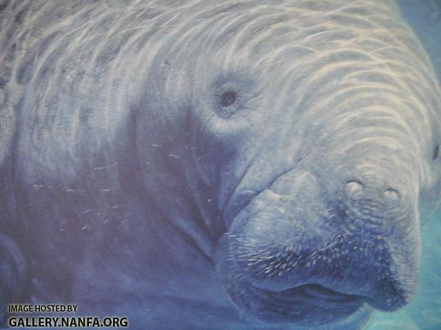 Manatee