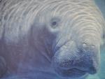 Manatee