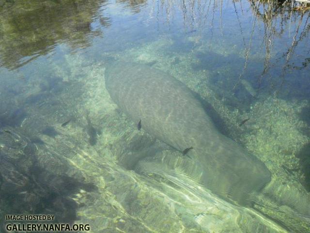 Manatee