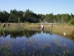 Muck Stuck Pond