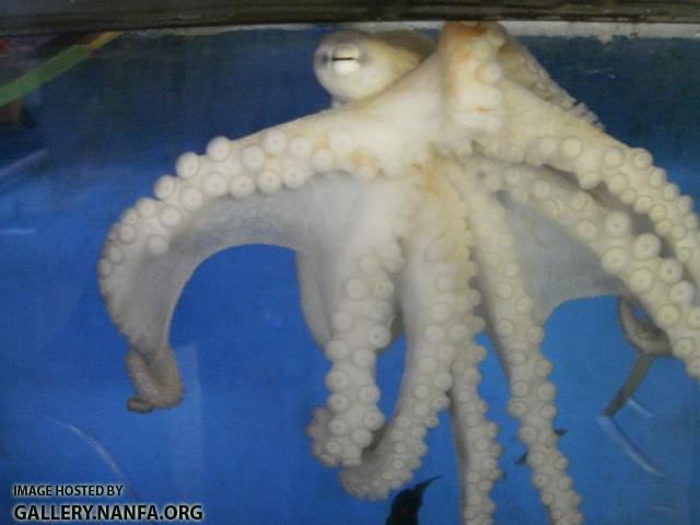 Octopus