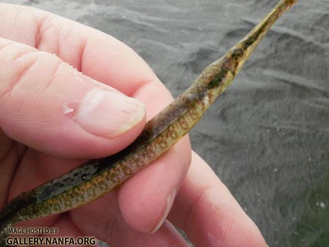 Gulf Pipe Fish