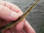 Gulf Pipe Fish