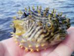 A puffed up Striped Burrfish.