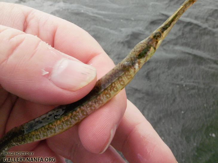 Gulf Pipe Fish