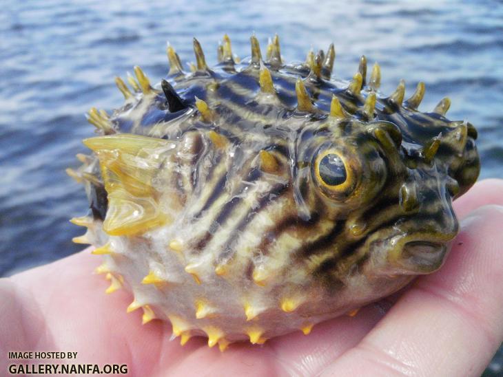 A puffed up Striped Burrfish.