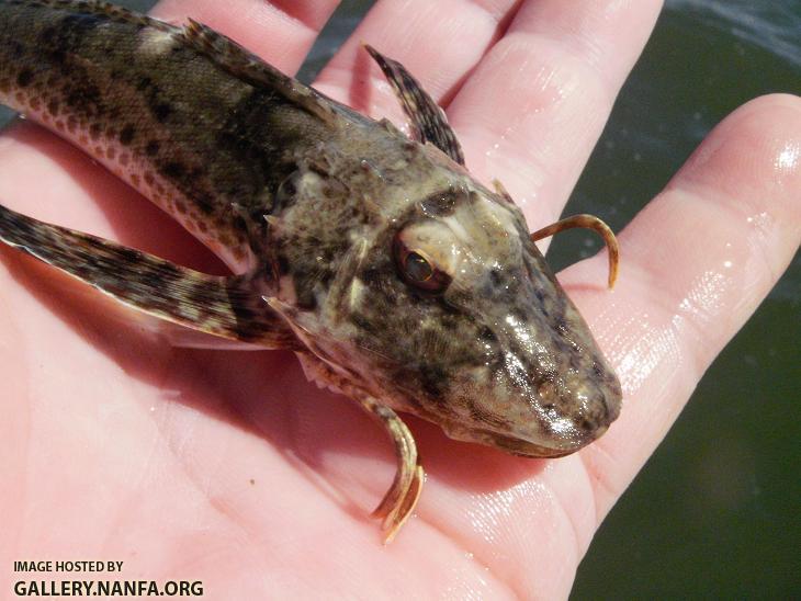 Sea Robin