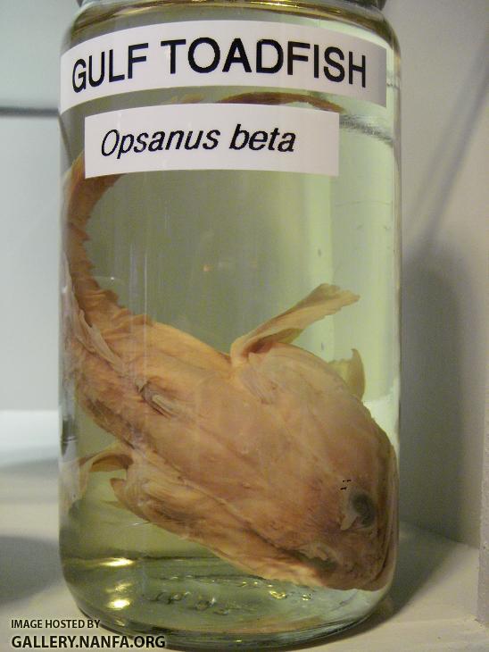 Specimen Jar