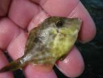 Planehead Filefish