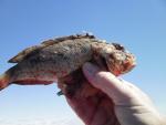 Venomous Barbfish