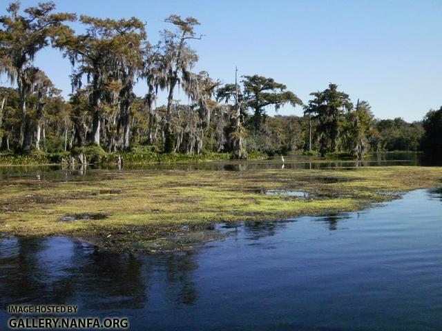 Jungle cruise on the Wakulla River