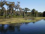 Jungle cruise on the Wakulla River