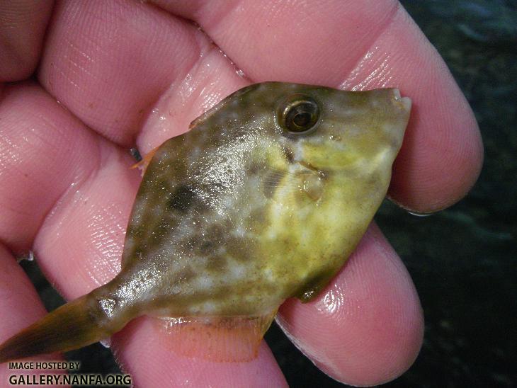 Planehead Filefish