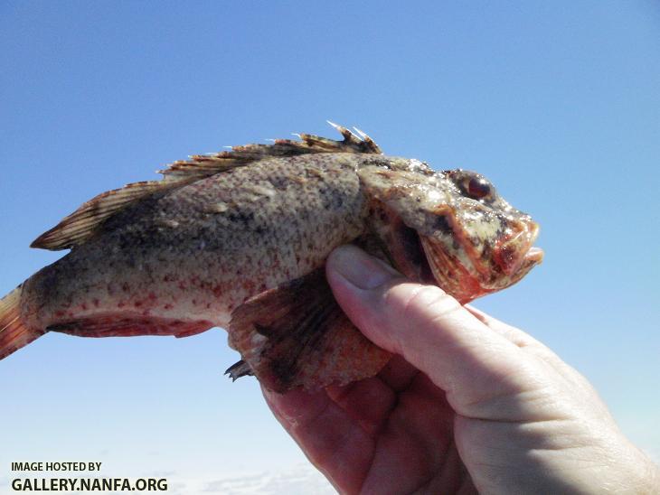 Venomous Barbfish