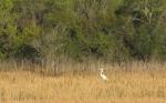 Egret