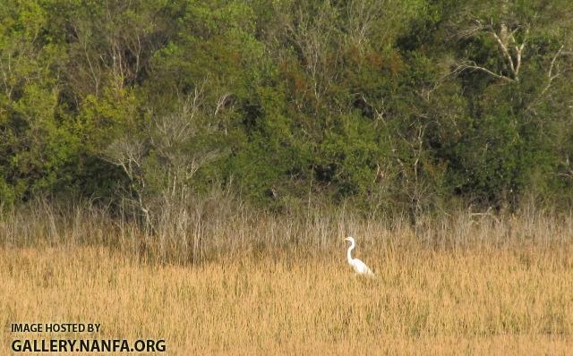 Egret