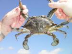 Blue Sky Crab