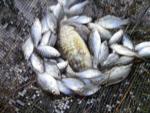 Lake Pristine Seine Haul.