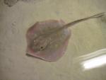 Atlantic Stingray