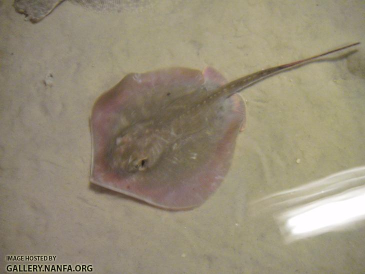 Atlantic Stingray