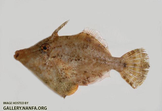 Filefish