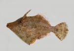 Filefish