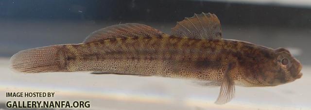 Naked Goby