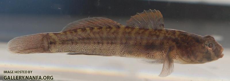 Naked Goby