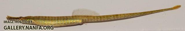 Gulf Pipefish