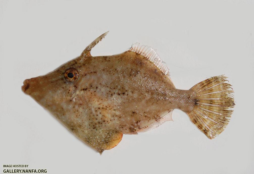 Filefish