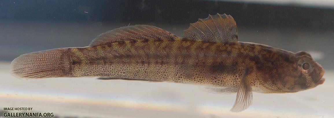 Naked Goby
