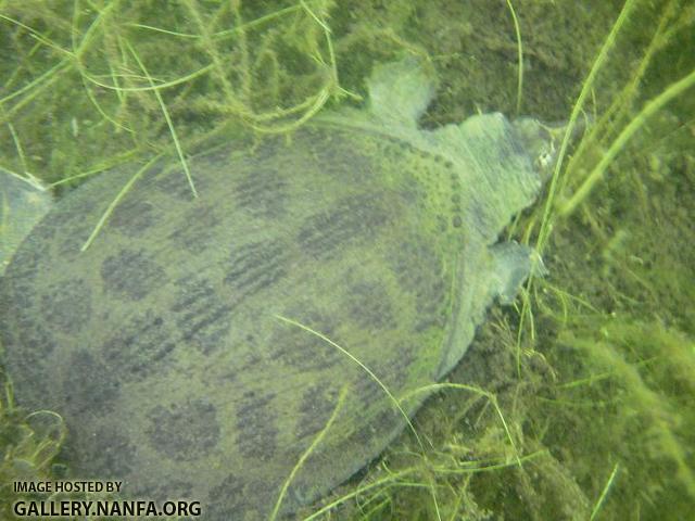 Softshell Turtle