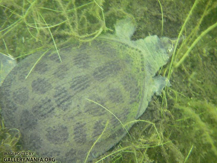 Softshell Turtle