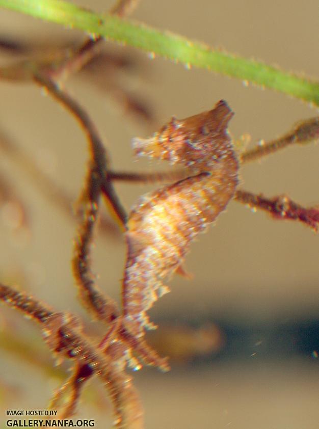 Seahorse