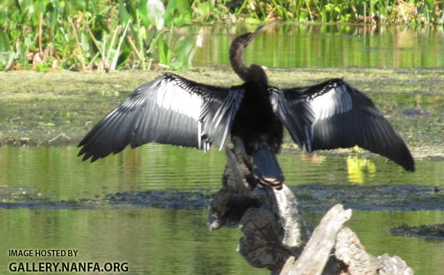 Water Turkey