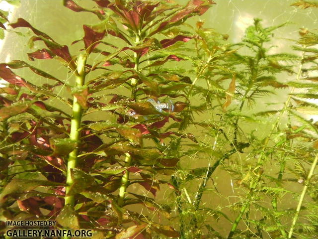 hiding pygmy sunfish is revealed by sunlight