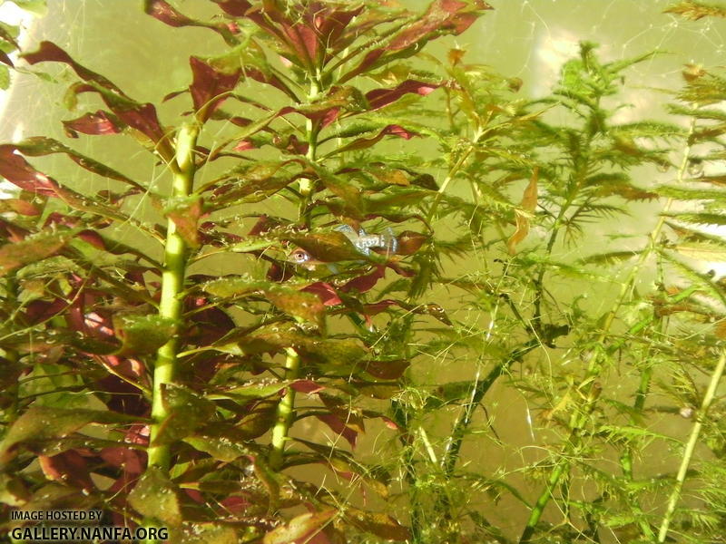 hiding pygmy sunfish is revealed by sunlight