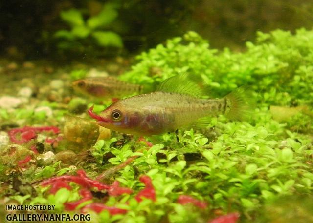 elassoma gilberti gulf coast pygmy sunfish eats bloodworm