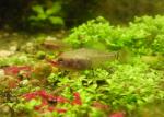 elassoma gilberti gulf coast pygmy sunfish eats bloodworm