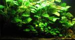 29 gallon anubias refugee tank