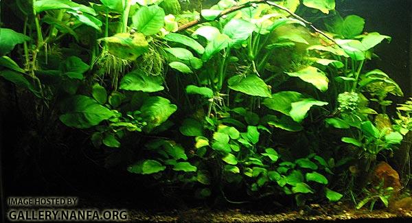 29 gallon anubias refugee tank