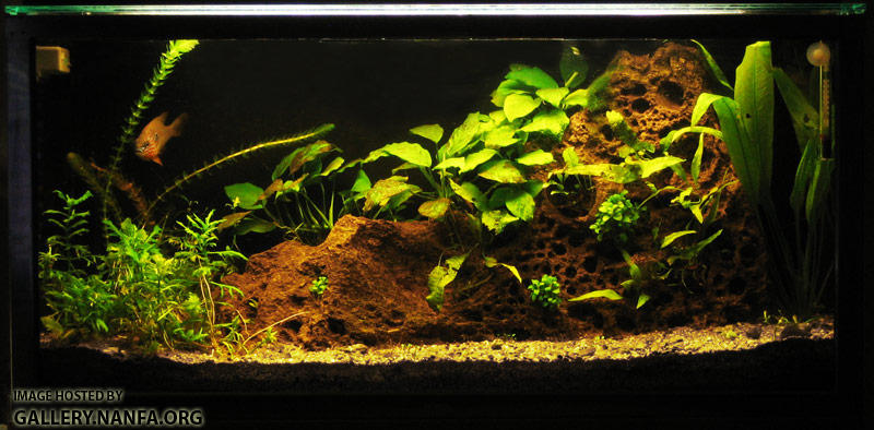 15 gallon Pemco long show tank, 3 months after set-up.