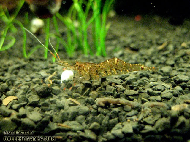 grassshrimp