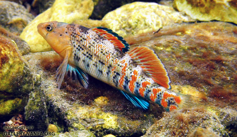 orangethroat darter